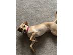 Adopt Lola a Tan/Yellow/Fawn Beagle / Labrador Retriever dog in San Antonio