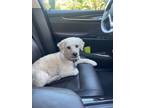 Adopt Rocky a White Poodle (Miniature) / Mixed dog in Rancho Bernardo