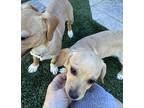 Adopt Frost a Tan/Yellow/Fawn Dachshund / Terrier (Unknown Type