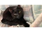 Adopt Esme a Black (Mostly) Bombay / Mixed (medium coat) cat in York