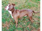 Adopt Hershey a Brown/Chocolate - with White Staffordshire Bull Terrier / Boxer