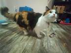 Adopt Mokachino a Calico or Dilute Calico Calico / Mixed (medium coat) cat in