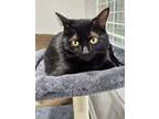 Adopt Valerie a Black (Mostly) Bombay (short coat) cat in Huntsville