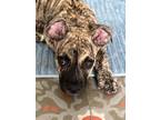 Adopt Belle a Brindle Presa Canario / Terrier (Unknown Type