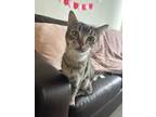 Adopt Twilight a Brown Tabby Domestic Shorthair / Mixed (short coat) cat in