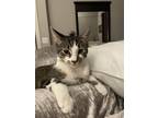 Adopt Tammy a Spotted Tabby/Leopard Spotted American Shorthair / Mixed (short