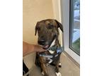 Adopt Max a Brindle Plott Hound / Mixed dog in Helotes, TX (41315584)