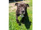 Adopt Berkeley - a Black American Pit Bull Terrier / Mixed Breed (Medium) /