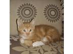 Adopt PUMPKIN a Orange or Red Domestic Shorthair / Mixed (short coat) cat in San