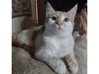 Adopt Murray (Purry Murray) a Orange or Red Tabby Domestic Shorthair / Mixed