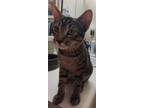 Adopt Paw Ride a Spotted Tabby/Leopard Spotted Egyptian Mau / Mixed (short coat)