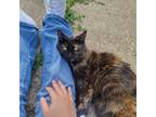 Adopt Daisy a Brown or Chocolate Domestic Longhair / Mixed (long coat) cat in