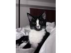 Adopt Oscar a Black & White or Tuxedo Domestic Shorthair / Mixed (short coat)