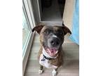 Adopt Charlie a Brindle American Pit Bull Terrier / Mixed dog in Mission Viejo