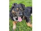 Adopt Essie a Black Australian Shepherd / Mixed dog in Raymond, WA (41322121)