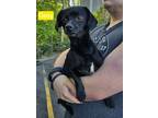 Adopt Daisy a Black Chiweenie / Mixed dog in Virginia Beach, VA (41322111)