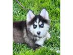 Adopt Sassy a Siberian Husky / Pomeranian / Mixed dog in Matawan, NJ (41321923)