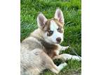 Adopt Jeter a Siberian Husky / Pomeranian / Mixed dog in Matawan, NJ (41321922)