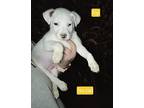 Adopt Rip a White - with Red, Golden, Orange or Chestnut Feist / Mixed dog in