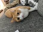 Adopt Yoda a Orange or Red Tabby Tabby / Mixed (medium coat) cat in Glen Allen