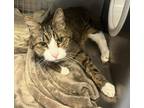 Adopt Mitty a Domestic Shorthair / Mixed cat in Lexington, KY (41308131)