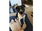 Adopt Otis a Black - with White Mutt / Mixed dog in Sacramento, CA (41042827)
