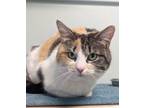 Adopt Belle a Calico / Mixed (short coat) cat in Eastsound, WA (41267265)