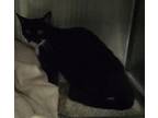 Adopt Kara a Domestic Shorthair / Mixed cat in Pomona, CA (41321955)