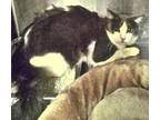 Adopt Dinah* Fl 24 a Domestic Longhair / Mixed cat in Pomona, CA (41321954)
