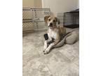 Adopt Bella Lydia a Tan/Yellow/Fawn Labrador Retriever / Mixed dog in