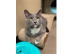 Adopt Cutty a Gray or Blue Domestic Shorthair / Mixed (short coat) cat in
