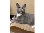 Adopt Cutty a Gray or Blue Domestic Shorthair / Mixed (short coat) cat in