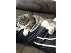 Adopt Mowgli a Tiger Striped Domestic Mediumhair / Mixed (medium coat) cat in