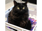 Adopt Pepper a All Black Domestic Longhair / Domestic Shorthair / Mixed cat in