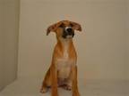 Adopt BONO a Tan/Yellow/Fawn German Shepherd Dog / Mixed dog in Oroville