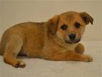 Adopt ERYKA a German Shepherd Dog / Mixed dog in Oroville, CA (41294682)