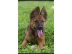 Adopt java a Brown/Chocolate - with Black German Shepherd Dog / Mixed dog in