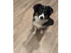 Adopt Wilson a Black - with White Australian Shepherd / Mixed dog in Cypress