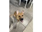 Adopt Beau a Tan/Yellow/Fawn - with White Terrier (Unknown Type