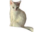 Adopt Elle a White Domestic Shorthair / Mixed (short coat) cat in Corpus