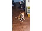 Adopt Bella a Tan/Yellow/Fawn - with White Australian Shepherd / American Pit