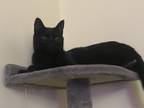 Adopt Luufy/ Illusion a All Black American Shorthair / Mixed (short coat) cat in