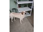 Adopt Ellie a White - with Tan, Yellow or Fawn Australian Shepherd / Mixed dog