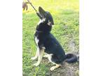 Adopt MOLLY - ka a Tricolor (Tan/Brown & Black & White) German Shepherd Dog /