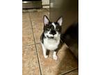 Adopt Oreo a Black & White or Tuxedo Tabby (medium coat) cat in El Paso