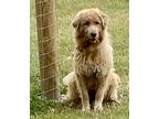 Adopt Moxie a Red/Golden/Orange/Chestnut Shepherd (Unknown Type) / Mixed dog in