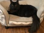 Adopt Pantera a All Black Domestic Mediumhair / Mixed (medium coat) cat in