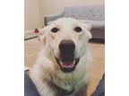Adopt Brooklyn a White - with Tan, Yellow or Fawn German Shepherd Dog / Mixed