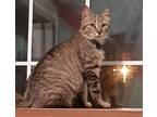 Adopt Mouse a Brown or Chocolate American Shorthair / Mixed (short coat) cat in