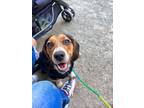 Adopt Boby a Black - with Tan, Yellow or Fawn Beagle / Beagle / Mixed dog in